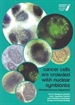 Portada del libro Cancer cells are crowded with bacterial symbionts  streptococcus hispaniae 