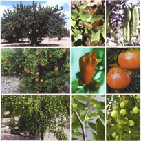 Portada del libro Tratado de fruticultura para zonas áridas y semiáridas